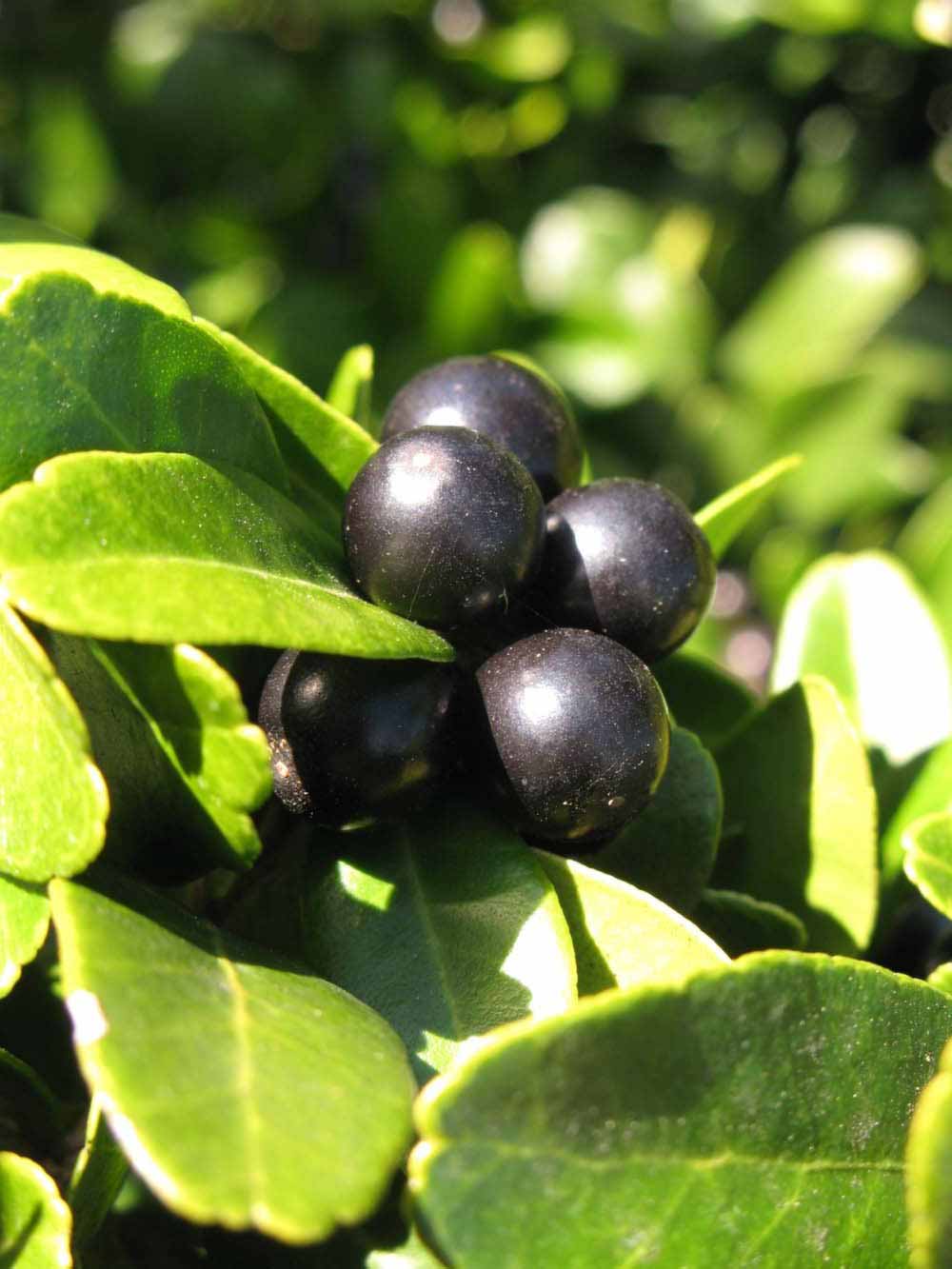              Fruit (Winter Haven, FL)       